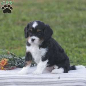 Haven, Cavapoo Puppy